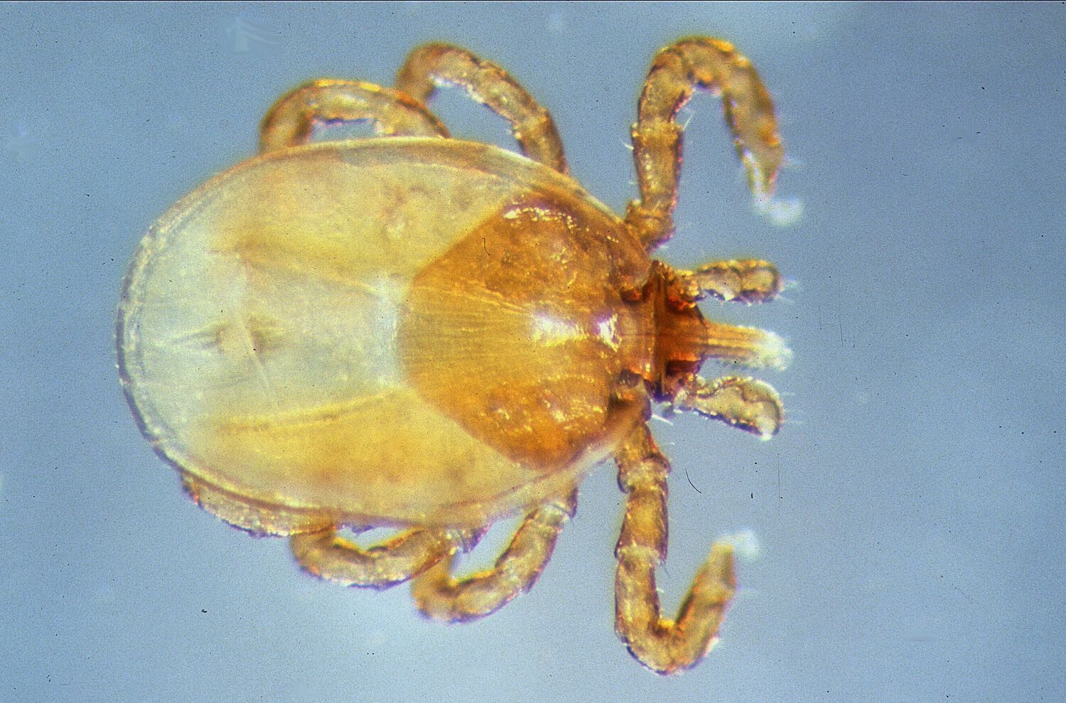 Groundhog tick